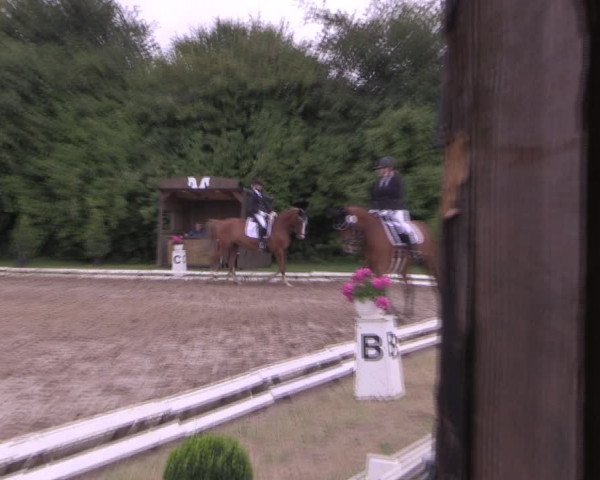 Reitturnier Vlotho-Exter 2019