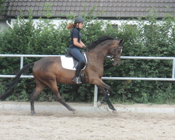 jumper Pink Floyd (Trakehner, 2008, from Stresemann)