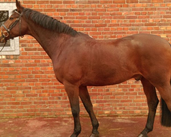 dressage horse Giuseppe 8 (Zweibrücken, 1998, from Giacomo)