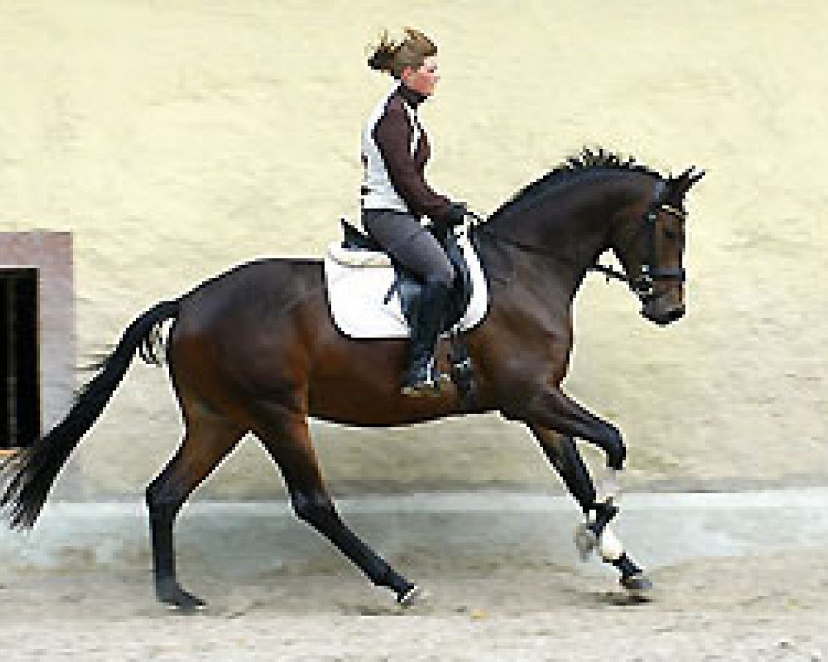 broodmare Glorilou (Trakehner, 2005, from Shavalou)