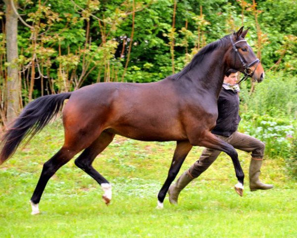 broodmare Gardemaß 2 (Trakehner, 2010, from Shavalou) broodmare Gardemaß 2 (Trakehner, 2010, from Shavalou)