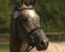 dressage horse Maravedi (Trakehner, 2009, from Hope of Heaven)