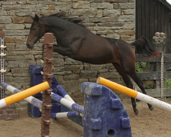 Cavallo SF Omari (Trakehner, 2014, di Ismahn AA) - Verkäufliche Pferde | Trakehner SF - Leistung, Geist und Sportlichkeit
