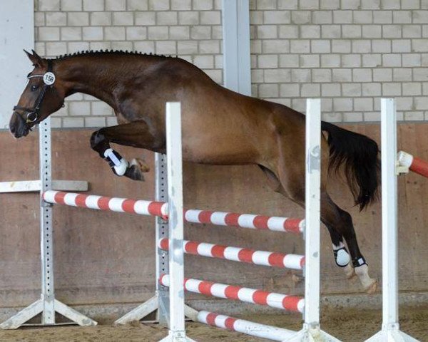broodmare Masurenfee (Trakehner, 2011, from Bonaparte N AA)