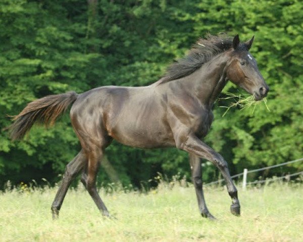 broodmare Belle Pèlerine (Trakehner, 2009, from Sarafan)