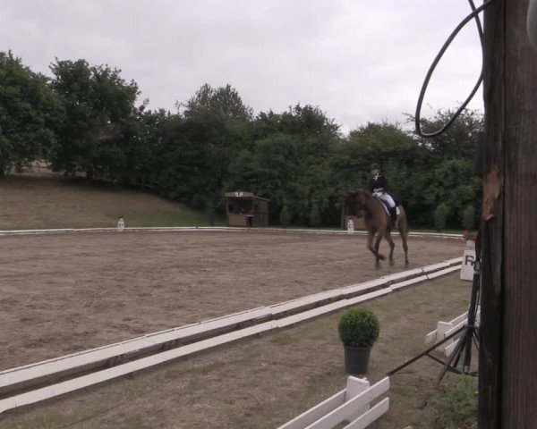 Reitturnier Vlotho-Exter 2019