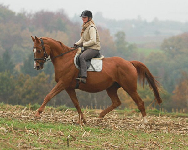 broodmare Mirage 97 (Trakehner, 1996, from Sarafan)