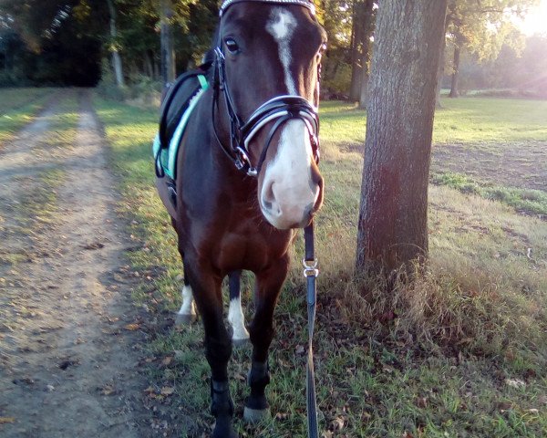 dressage horse Graziero (Oldenburg, 2010, from Gracieux)