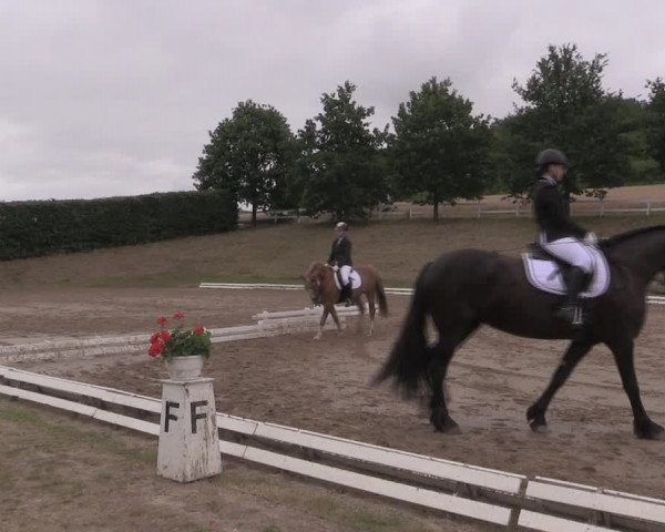 Reitturnier Vlotho-Exter 2019