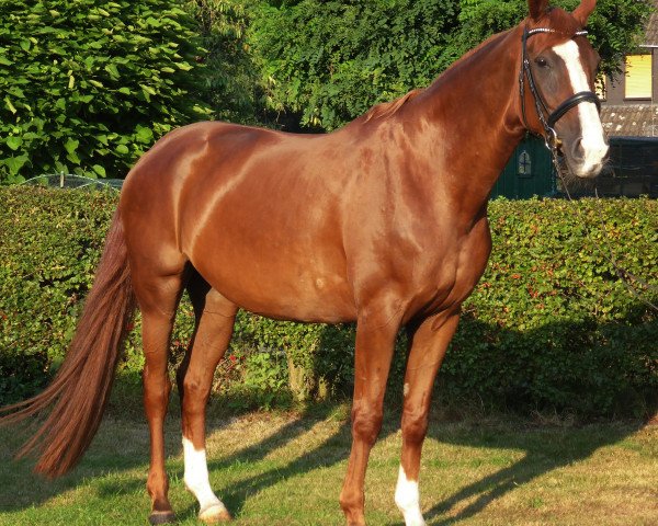 horse Diandra 39 (Hanoverian, 2007, from Don Ricoss)