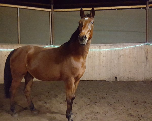 broodmare Rahiba (Arab half breed / Partbred, 1997, from Rayo ox) broodmare Rahiba (Arab half breed / Partbred, 1997, from Rayo ox)