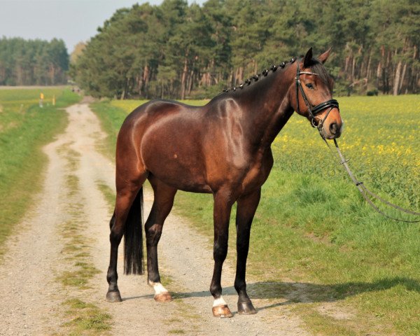 Dressurpferd Valegro 4 (Hannoveraner, 2009, von Valentino)