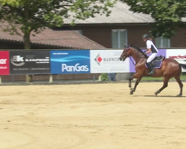 Reitturnier Dagmersellen 2019