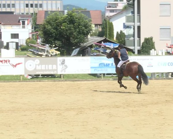 Reitturnier Dagmersellen 2019