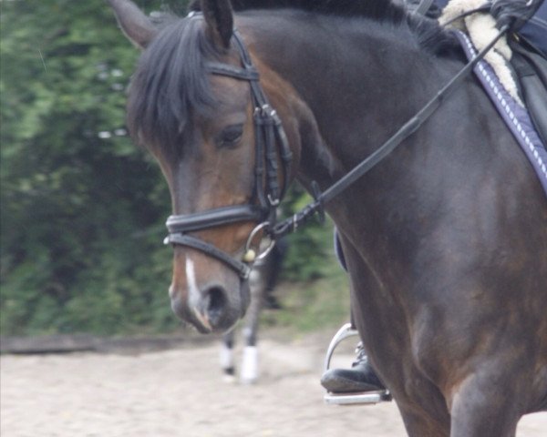 dressage horse Harry 212 (German Riding Pony, 2003, from Henry)