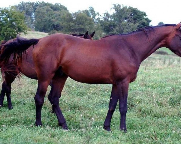 Springpferd Bolchevik Malo (Selle Français, 2011, von Touch of Class d'Emma)