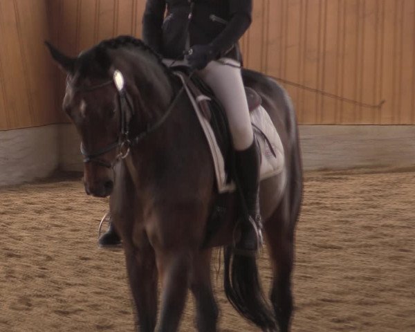 Reitturnier Herbern 2019