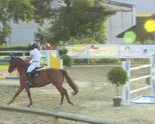 Reitturnier Dagmersellen 2019