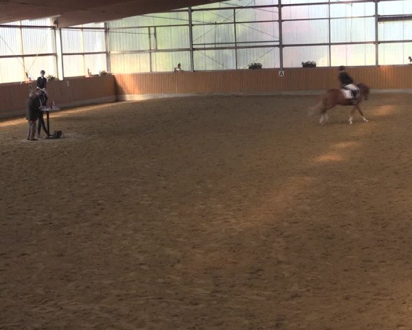 Reitturnier Herbern 2019