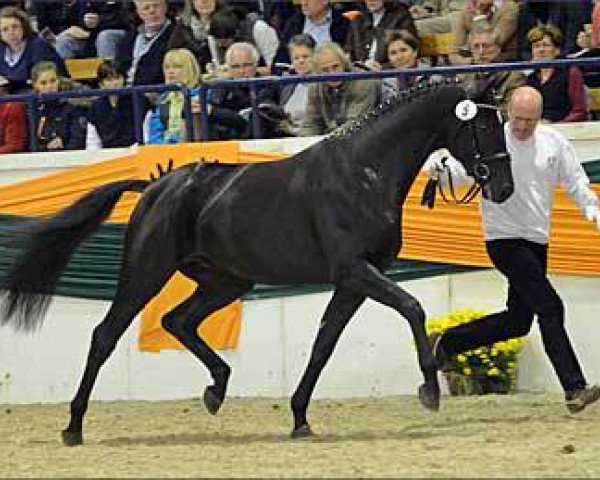 Pferd Donaustern (Trakehner, 2011, von Abendtanz)