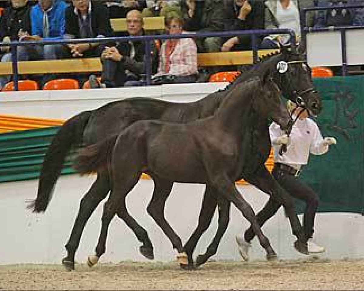 horse Donausturm (Trakehner, 2011, from Amadelio)