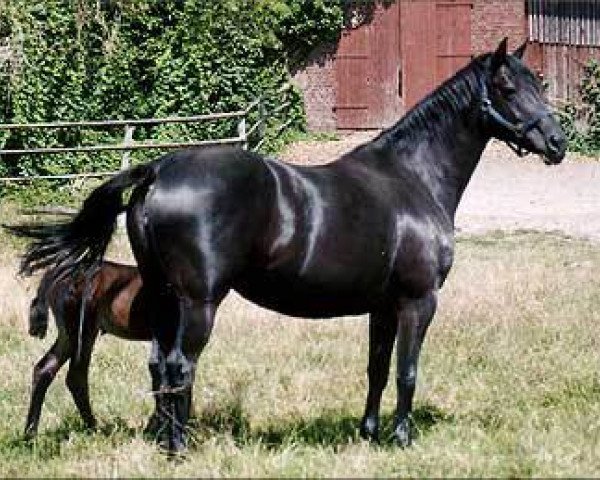 Zuchtstute Dekade vom Klosterhof (Trakehner, 1999, von Hohenstein I)