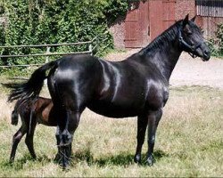 broodmare Dekade vom Klosterhof (Trakehner, 1999, from Hohenstein I)
