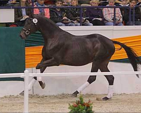 horse Conline (Trakehner, 2009, from Songline)