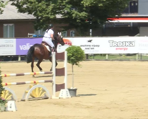 Reitturnier Dagmersellen 2019