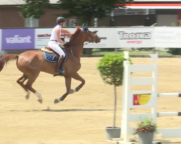 Reitturnier Dagmersellen 2019