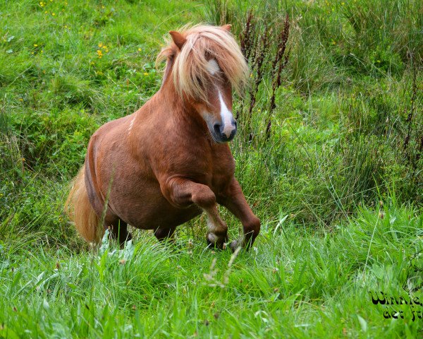Pferd Winnie (Shetland Pony (unter 87 cm), 2012, von Wake up van de Zandhoven)