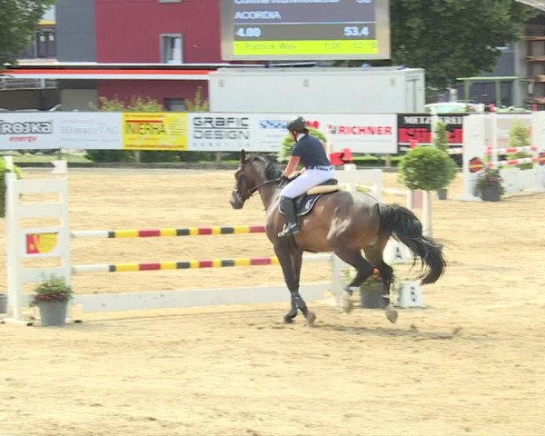 Reitturnier Dagmersellen 2019