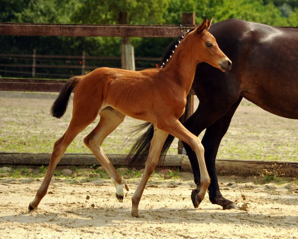 horse Taralina (Trakehner, 2016, from High Motion 2)