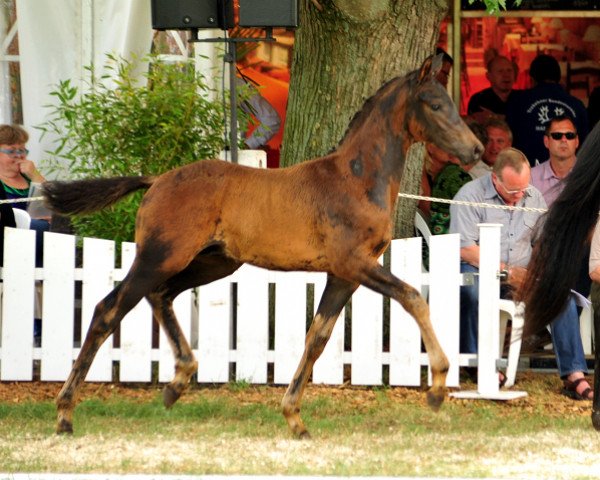 dressage horse Indiskret (Trakehner, 2016, from Saint Cyr)