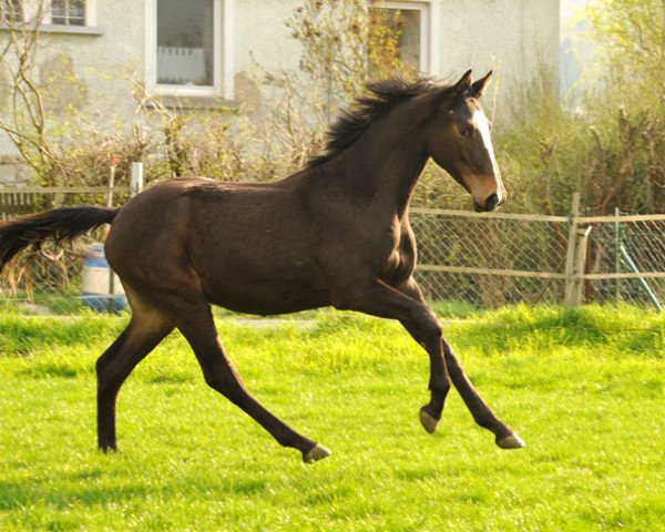 horse Hengst 2015 von Saint Cyr x Coriander (Mecklenburg, 2015, from Saint Cyr)