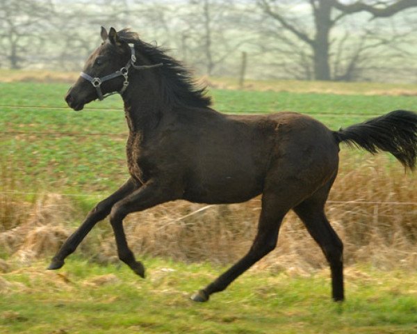 broodmare Donaujuwel (Trakehner, 2011, from Saint Cyr)
