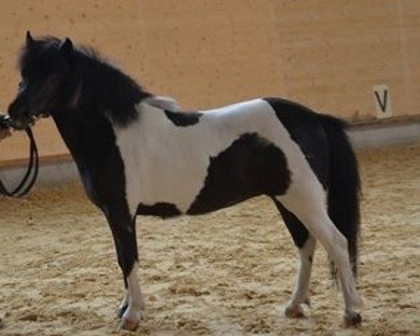 broodmare Flowergirl (Shetland Pony, 2010, from Flamingo)