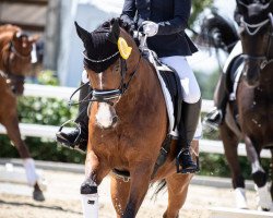 Dressurpferd Hermesse V/H Meerdaalhof (Belgisches Warmblut, 2007, von Parco)