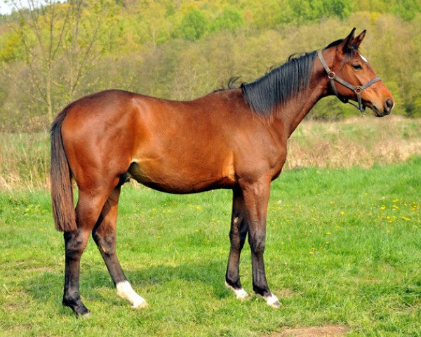 horse Kaiserjäger 5 (Trakehner, 2013, from Showmaster)