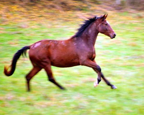 horse Klassic Twist (Trakehner, 2014, from Oliver Twist)