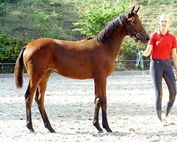 horse Stute von Summertime x Freudenfest (Trakehner, 2009, from Summertime)