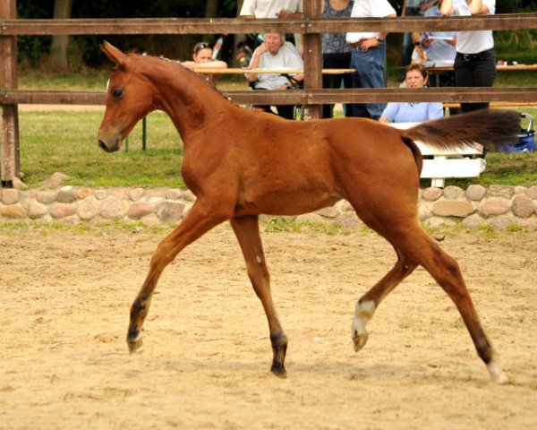 horse Kaarina (Trakehner, 2016, from High Motion 2)