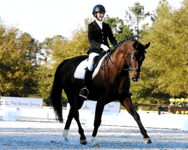 horse Heinrich von Küsten (Hanoverian, 2014, from Heinrich Heine)