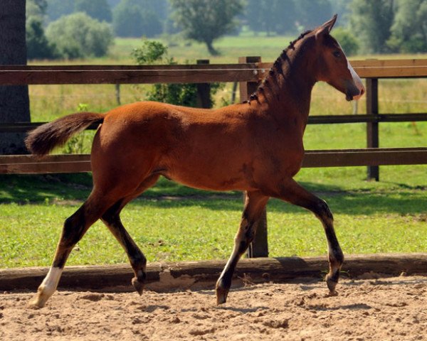 horse Hengst von Freudenfest x Exclusiv (Trakehner, 2012, from Freudenfest)