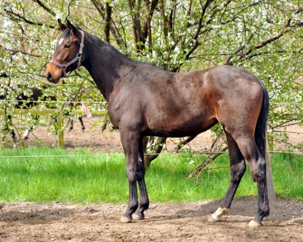 horse Vicenta (Trakehner, 2013, from Exclusiv)