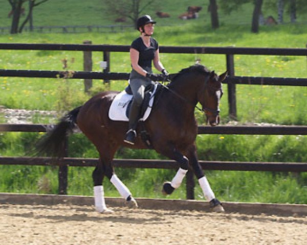Dressurpferd Viareggio II (Trakehner, 2004, von Exclusiv)