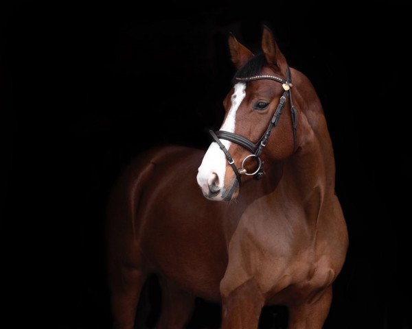 jumper Cafe Mantha Z (Zangersheide riding horse, 2015, from Cafe au lait 2)