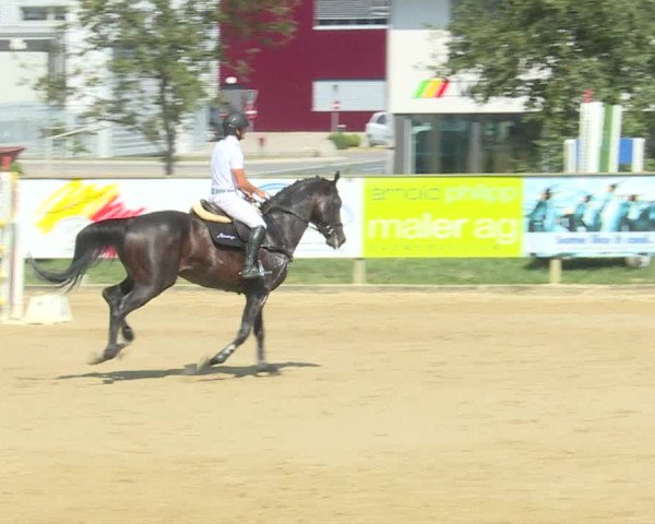 Reitturnier Dagmersellen 2019