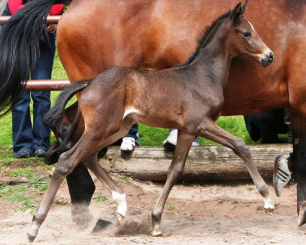 horse Stute von Exclusiv (Trakehner, 2010, from Exclusiv)