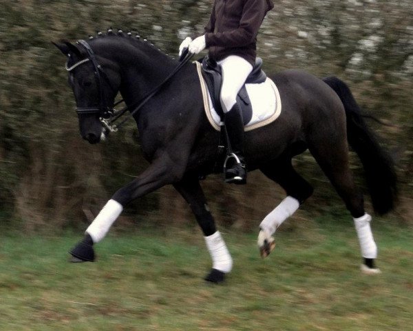 dressage horse Bacardi (German Riding Pony, 1999, from Probesprung)